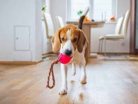 如何教你的狗狗取东西?训练狗狗衔取物品的最好办法!