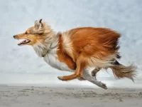 狗狗一般能跑多快?盘点世界上15种速度最快的狗品种!