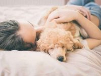 什么原因导致狗腹泻?腹泻的狗狗该吃什么食物?