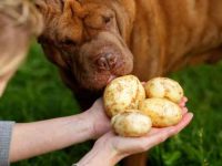 狗狗可以吃土豆吗?土豆的好处和坏处