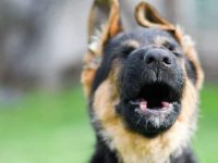 狗狗为什么会对警报器嚎叫?狗听到警报器嚎叫的5个原因