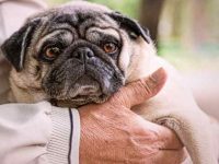 狗狗得了糖尿病有什么症状表现?