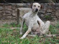 什么是脓皮病?狗狗脓皮病会传染人吗?