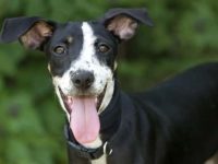 狗狗一激动兴奋就撒尿怎么回事?有什么办法解决?