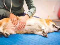 狗狗胃胀气有哪些症状表现?导致狗狗胃胀气的4个原因!