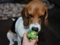 狗狗可以吃西兰花吗?西兰花对狗狗的好处!