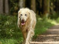 狗狗喘气急促怎么回事?狗狗喘气和踱步的15个原因!