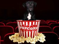 狗狗可以吃爆米花吗?爆米花有什么好处和坏处!