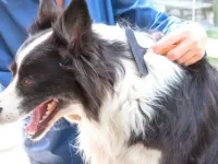 边境牧羊犬会掉毛吗?边牧几月份掉毛最厉害?