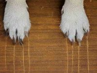 狗狗一直刨地板是怎么回事啊?狗狗抓地板的三大原因!