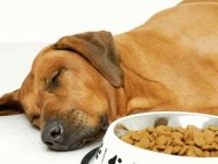 狗狗不吃东西没精神怎么办?狗不吃饭的5个原因!