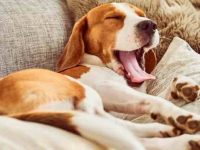 狗狗一直打哈欠的6个原因,你知道几个呢?
