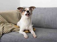 狗狗需要刷牙吗?给狗狗刷牙的6个技巧!