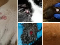 狗狗身上的囊肿是什么样子的?狗狗囊肿的五大类型!