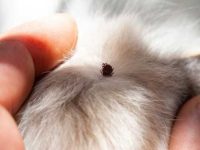 蜱虫对狗狗有什么危害?如何去除狗身上的蜱虫