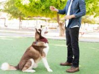 如何训练狗狗坐下并保持不动的姿势?这9招,很有效!