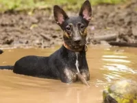 为什么狗狗这么喜欢玩泥巴?其实是因为这六个原因!