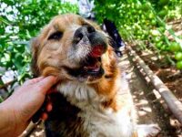 狗狗口腔癌的症状是什么?最常见有哪些类型?