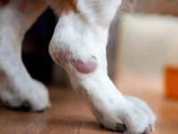 狗狗是如何会患上皮肤癌?皮肤癌长什么样子?