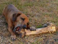 狗狗可以吃骨头吗?哪种类型的骨头狗能吃?