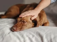 狗狗眼睛发红充血怎么回事?导致狗狗眼睛发红的十种原因!