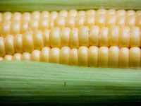 狗狗可以吃玉米吗?玉米有哪些营养价值?