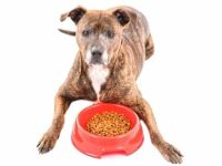 比特犬幼犬每天要吃多少食物?需要哪些营养?