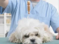 狗狗疼痛吃什么药止痛最快?缓解狗狗疼痛的家庭疗法!