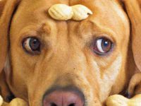 狗狗可以吃花生吗?狗狗吃生花生有什么坏处?