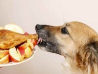 狗狗可以吃哪些人类的食物?这12种对它们健康有益!