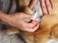 狗狗身上跳蚤怎么除掉与预防?去除狗身上跳蚤的最佳家庭疗法!