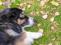 狗狗的脾脏肿块是怎么形成的?什么原因导致狗患上脾癌?