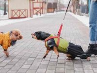 狗狗突然变得具有攻击性怎么回事,背后隐藏的7个原因!