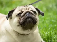 狗狗总是反向打喷嚏怎么回事?如何阻止它?