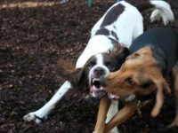 为什么狗玩耍时会咆哮?不同类型的狗咆哮声及其含义