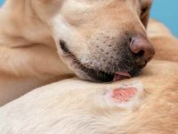 狗狗皮肤感染的主要原因是什么?10种治疗狗狗皮肤刺激的家庭疗法!