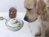狗狗可以吃酸奶吗?酸奶对狗的6大好处!