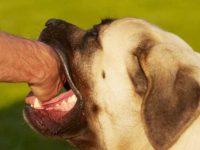 为什么狗狗总是咬主人?狗狗爱咬东西的七个原因