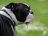 狗狗为什么经常流口水?狗狗流口水过多的医学解释!