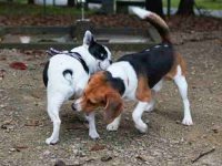 狗狗为什么会互相闻屁股?看完涨知识!