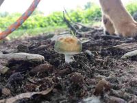 狗狗可以吃蘑菇吗?哪些蘑菇安全哪些有毒?