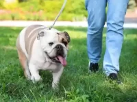 狗狗为什么出去散步时不拉屎和撒尿?