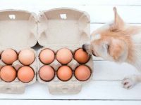 狗狗可以吃鸡蛋吗?鸡蛋对狗有哪些好处?