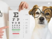 狗的眼睛能看有多远?能看到颜色吗?