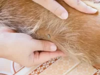 狗狗对跳蚤过敏的迹象有哪些?跳蚤过敏性皮炎的治疗方法!