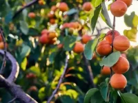 狗狗可以吃杏子吗?杏子有哪些营养价值?