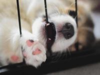 狗狗在笼子里哭泣怎么办?如何让它们停止哭闹