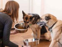 为什么狗狗要更换狗粮吃?狗粮转换期间需要注意的3个点!