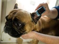 法国斗牛犬常见的健康问题有哪些?法斗的预期寿命是多少?