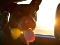 狗狗可以把热狗当做正餐或零食吗?